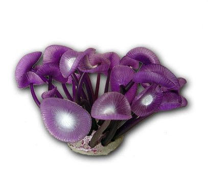 AQUARIUM CORAL Palythoa Sp Large Purple (27155)  